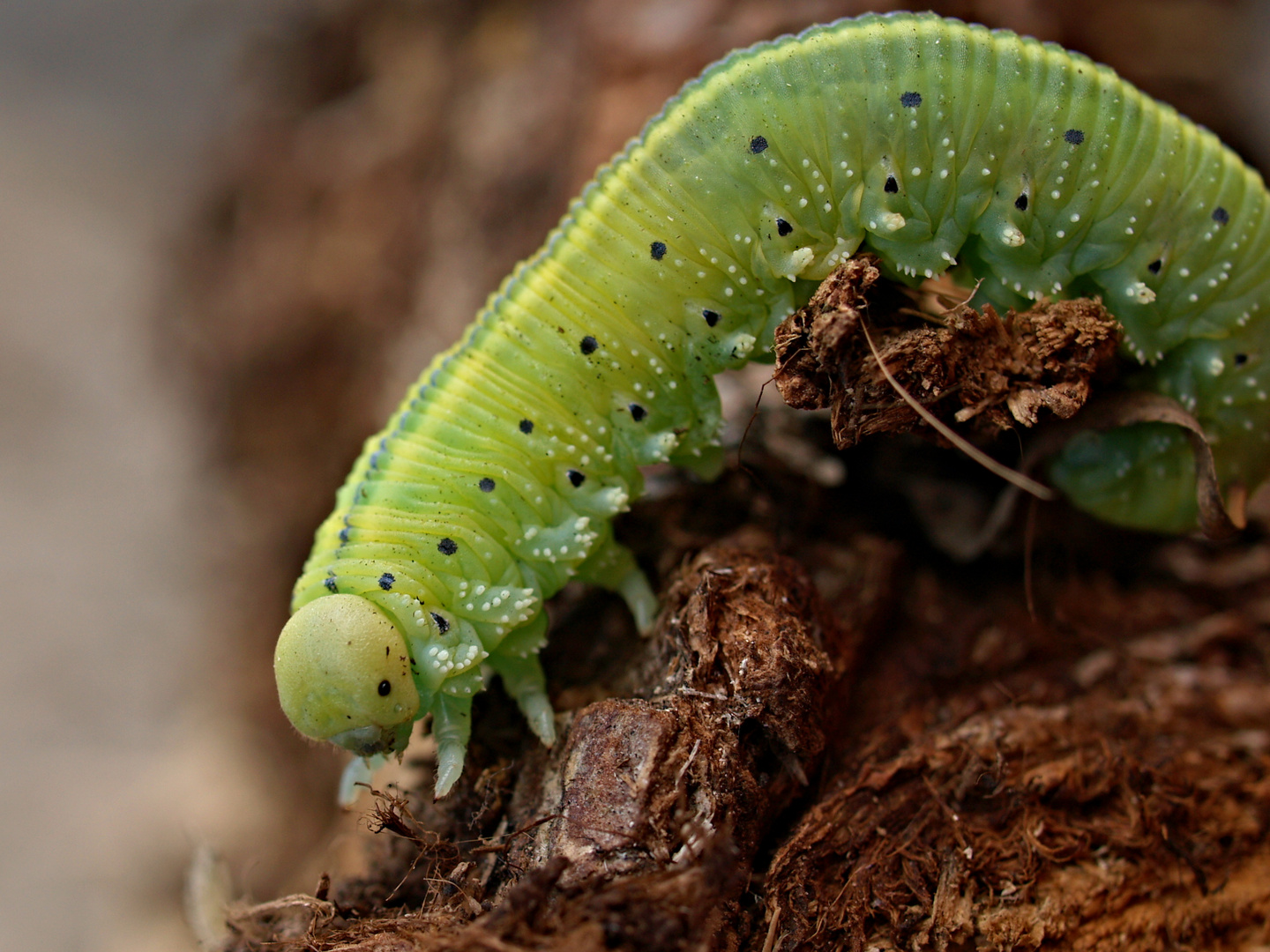 Une Sorte De Chenille Photo Image Housenky Nature Chenille Images At Photo Community Une Sorte De Chenille Photo Image Housenky Nature Chenille Images At Photo Community