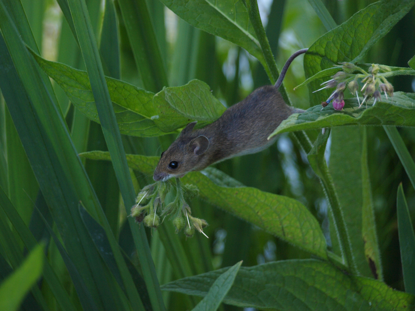 une souris grise qui courrait dans l'herbe...........................