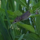 une souris grise qui courrait dans l'herbe...........................