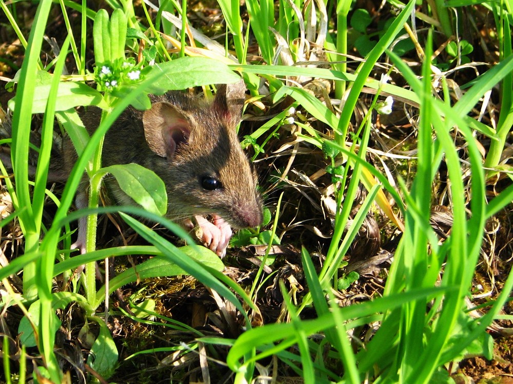 une souris verte qui courrait dans l'herbe ...