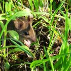 une souris verte qui courrait dans l'herbe ...