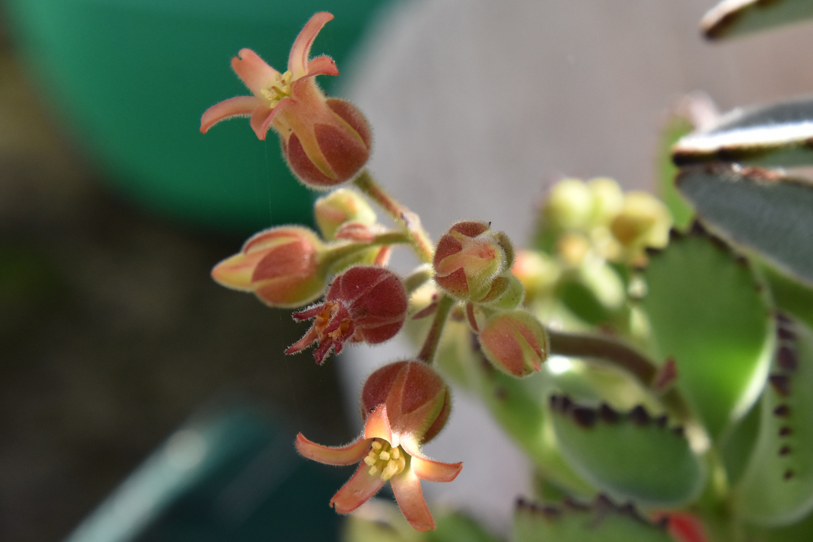 Une succulente en fleurs