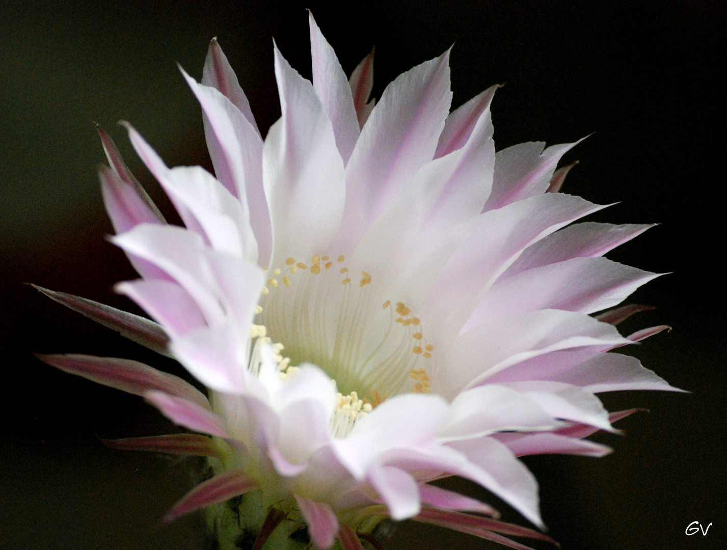 une superbe fleur de cacté qui ne dure qu'un jour