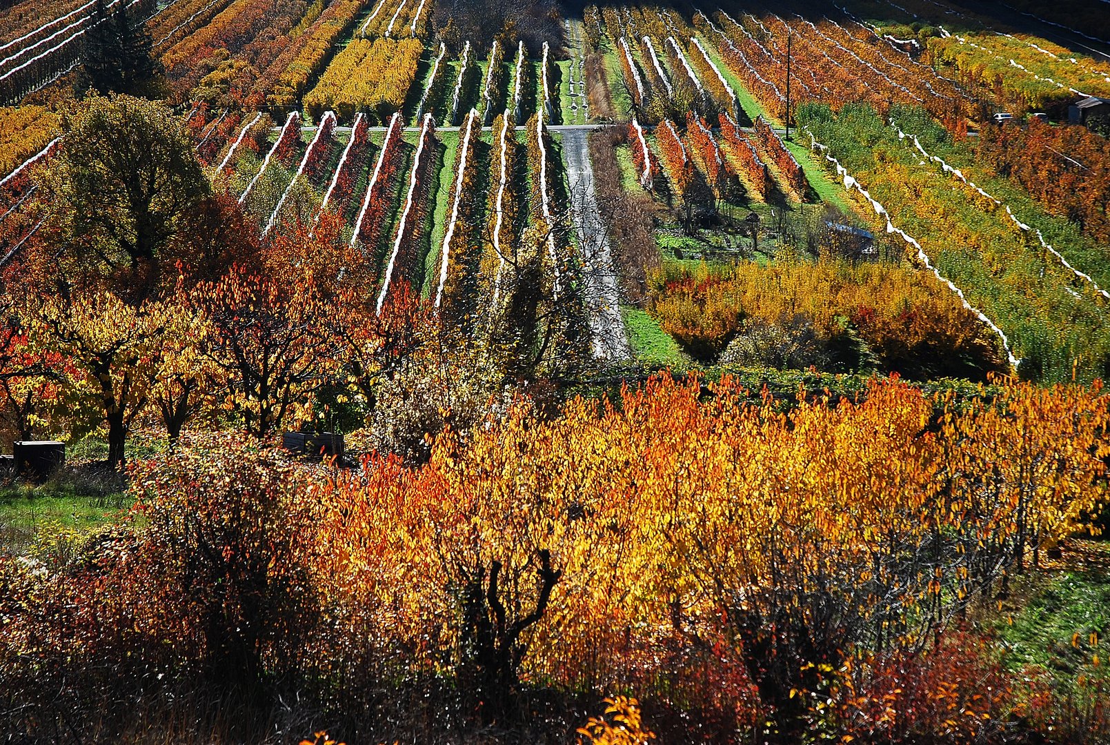 Une symphonie de couleurs.