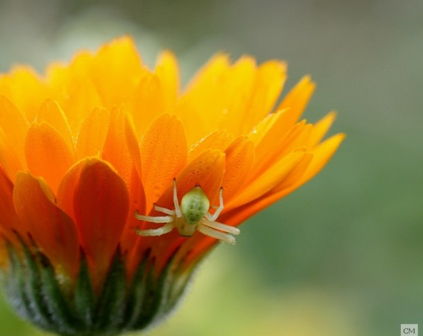 Une Thomise en embuscade sur cette fleur du jardin.