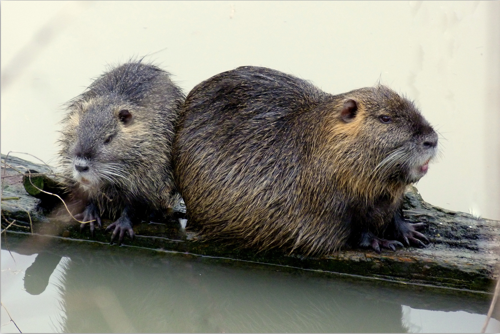 Une tique, trois puces et ... deux ragondins laveurs !