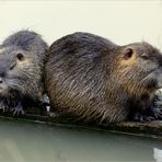 Une tique, trois puces et ... deux ragondins laveurs !