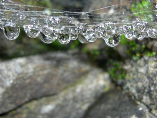 une toile d'araignée triste