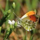 Une touche d'orange pour cet "Aurore" mâle....