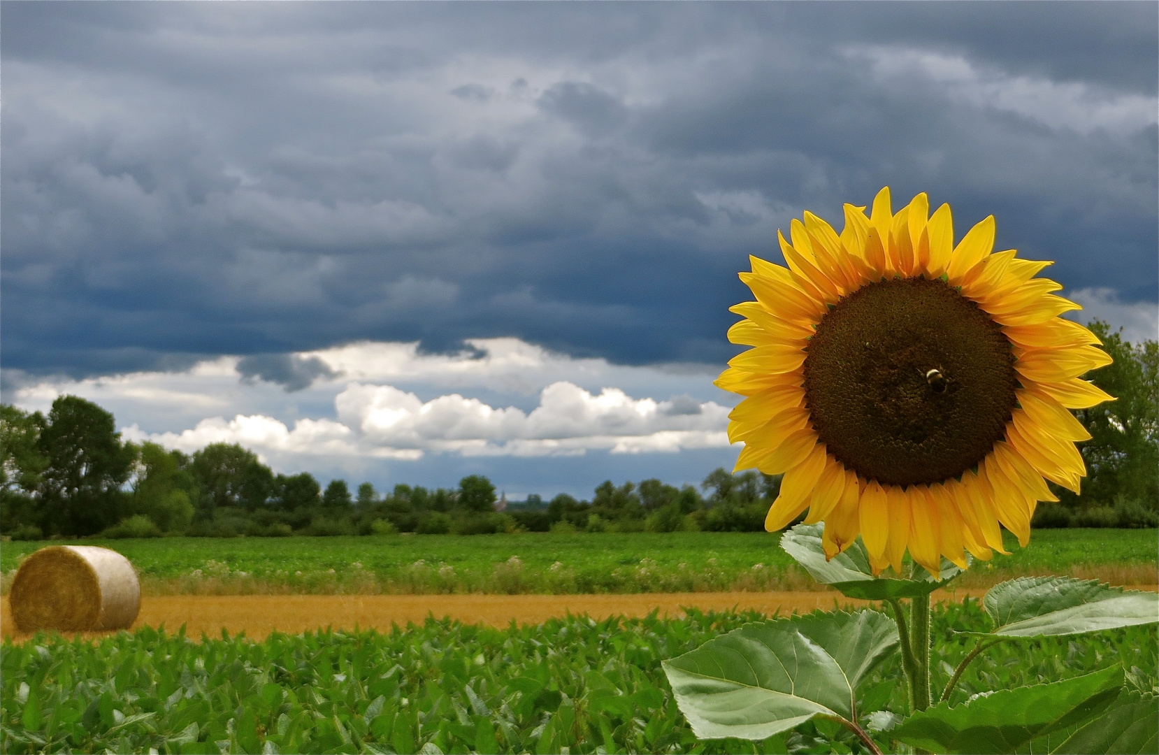 ...une tournesol pour mercredi !!!...