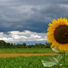 ...une tournesol pour mercredi !!!...