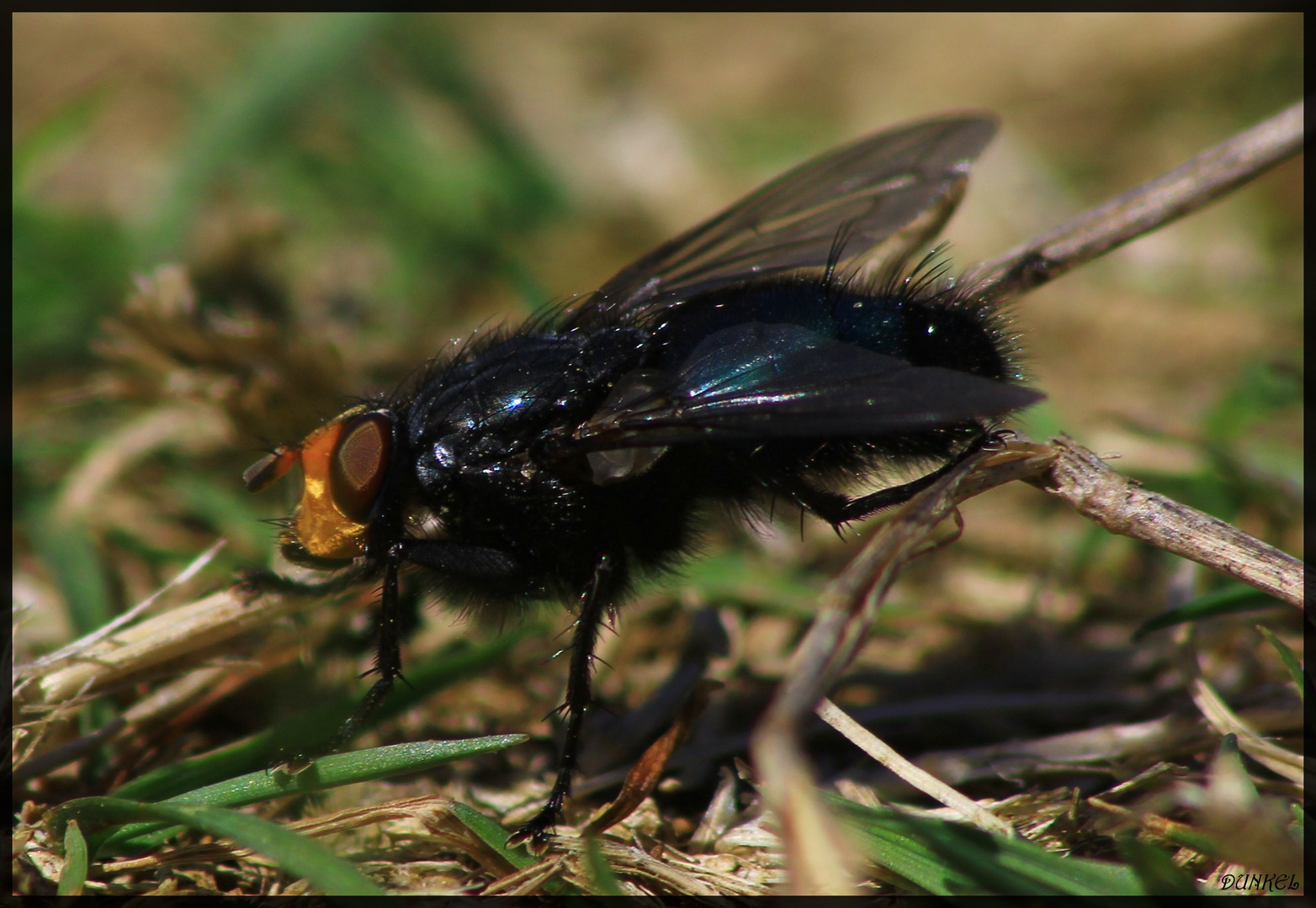 Une toute petite mouche !!!