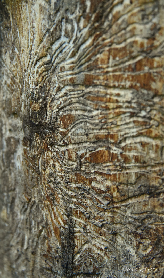 Une tranche de bois vieillie