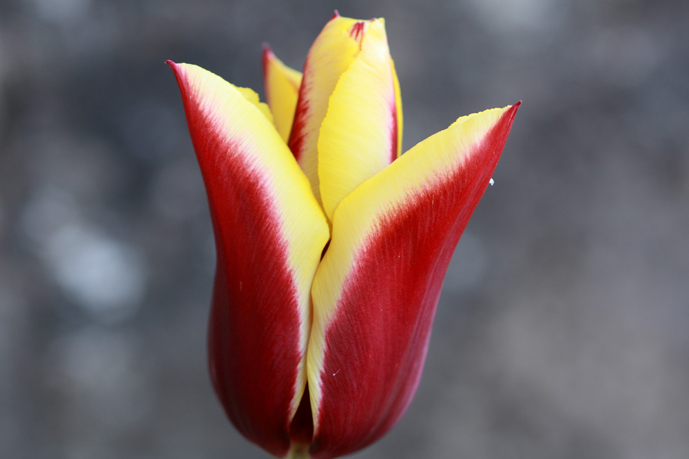 une tulipe !!