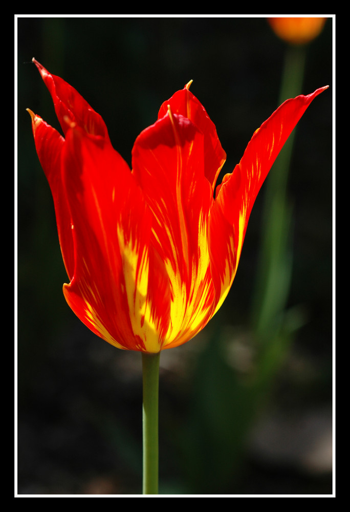 Une tulipe