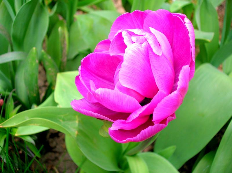 Une tulipe rose