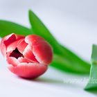 Une tulipe rouge