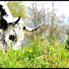 Une vache au ballon d'alsace