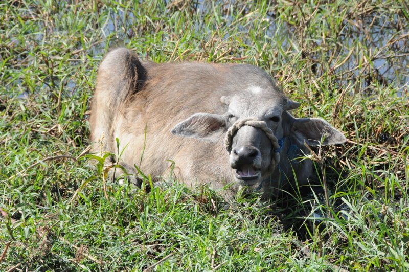 Une vache au bord du Nil