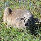 Une vache au bord du Nil