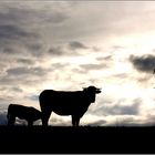 Une vache et son veau juste avant la pluie - Eine Kuh und ihr Kalb kurz vor dem Regen