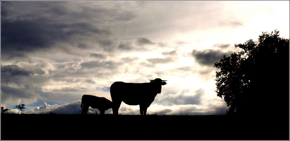 Une vache et son veau juste avant la pluie - Eine Kuh und ihr Kalb kurz vor dem Regen