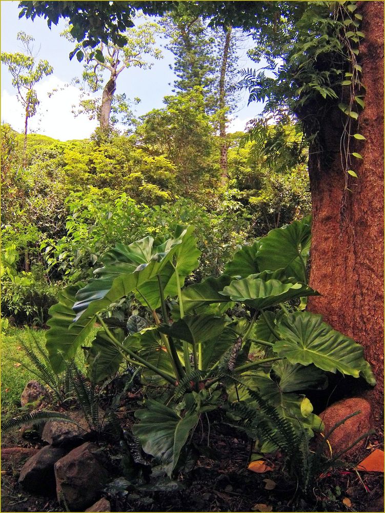 Une végétation luxuriante - Sarraméa - Eine üppige Vegetation