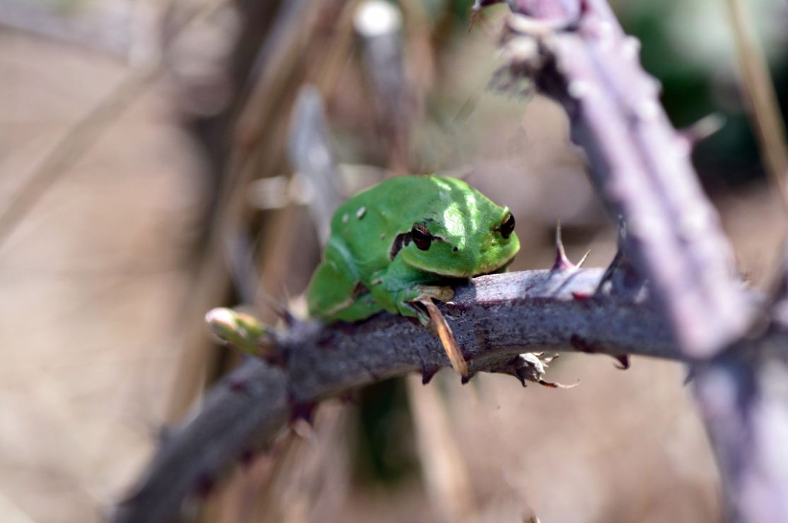 une verte