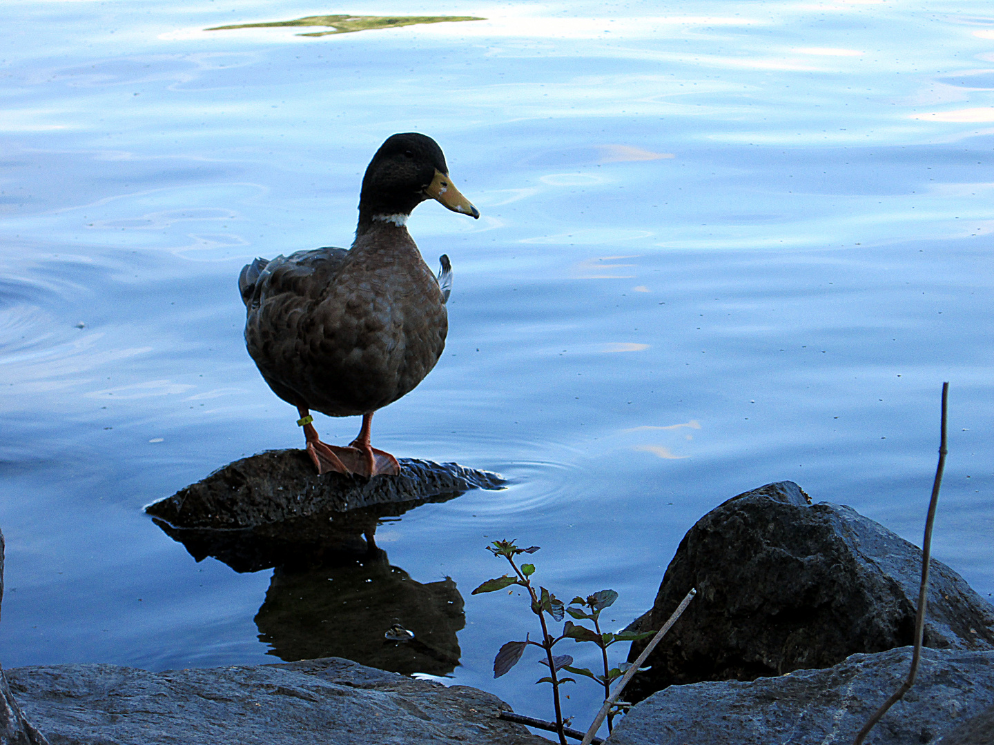 Une vie de canard.