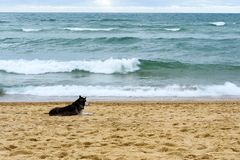 Une vie de chien