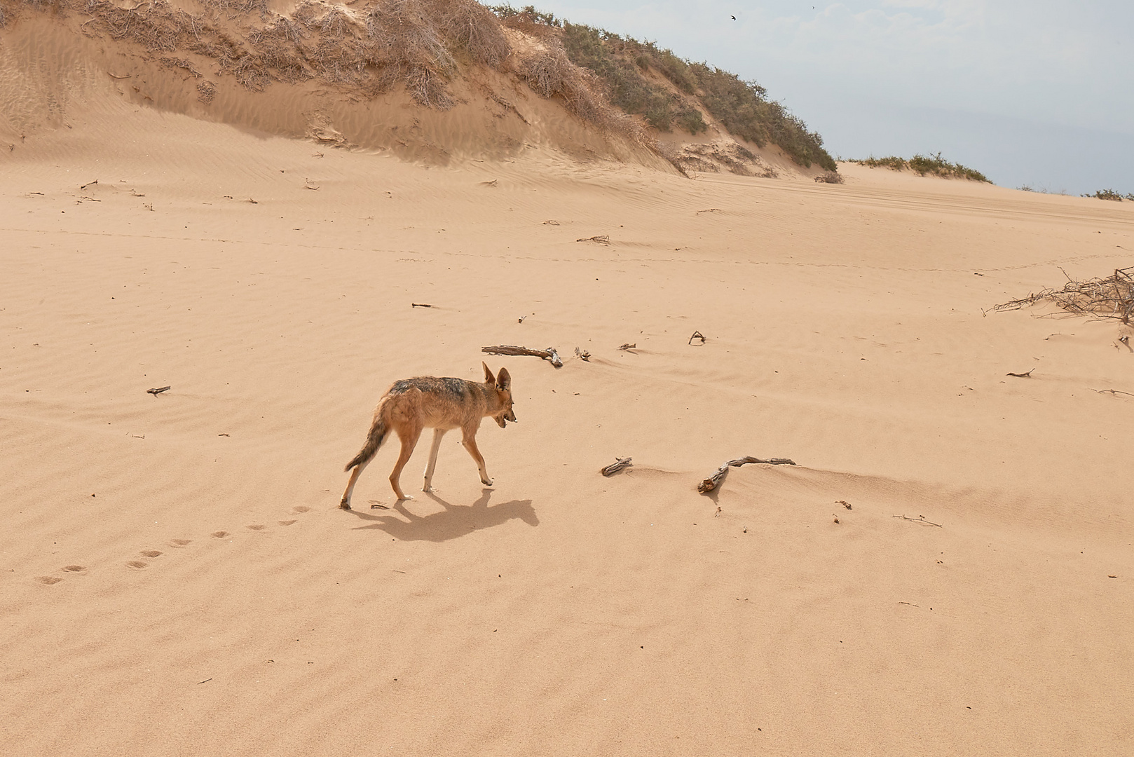 Une vie de coyote