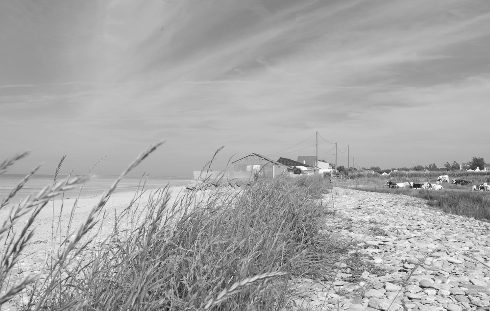 une vie de vache de bord de mer