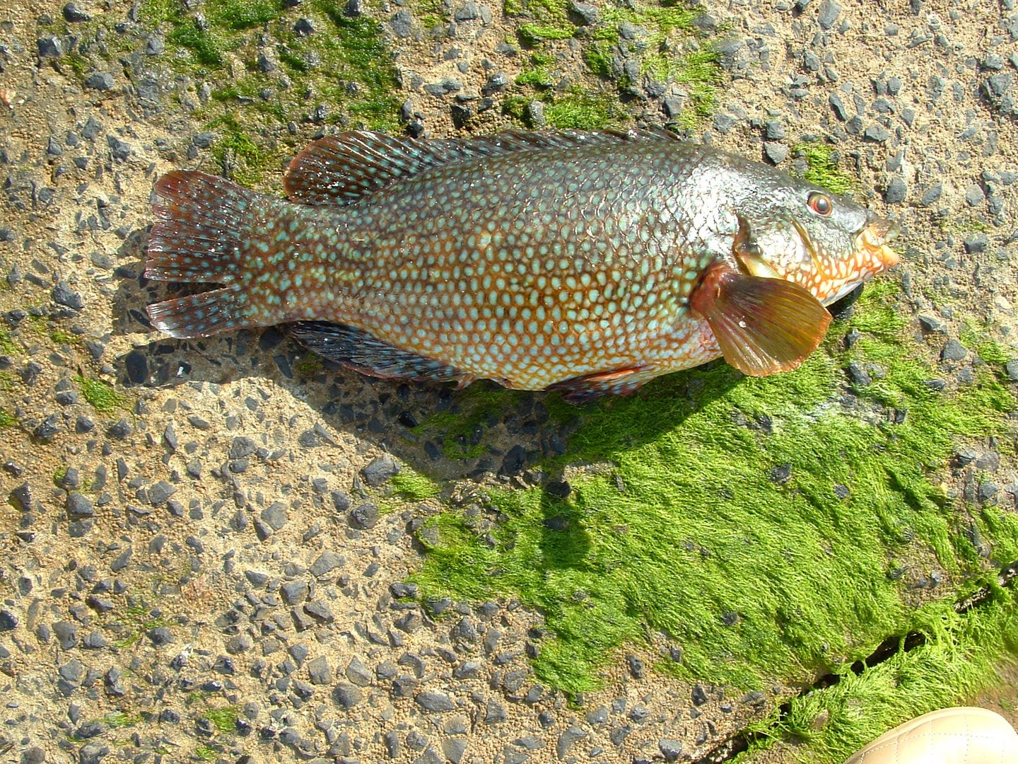 une vieille (poisson de bretagne )