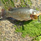 une vieille (poisson de bretagne )