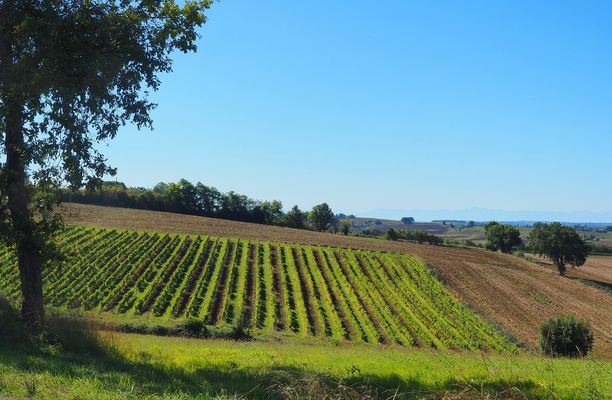Une vigne dans la Ténarèze (Gers)