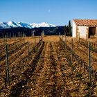 Une vigne en hiver