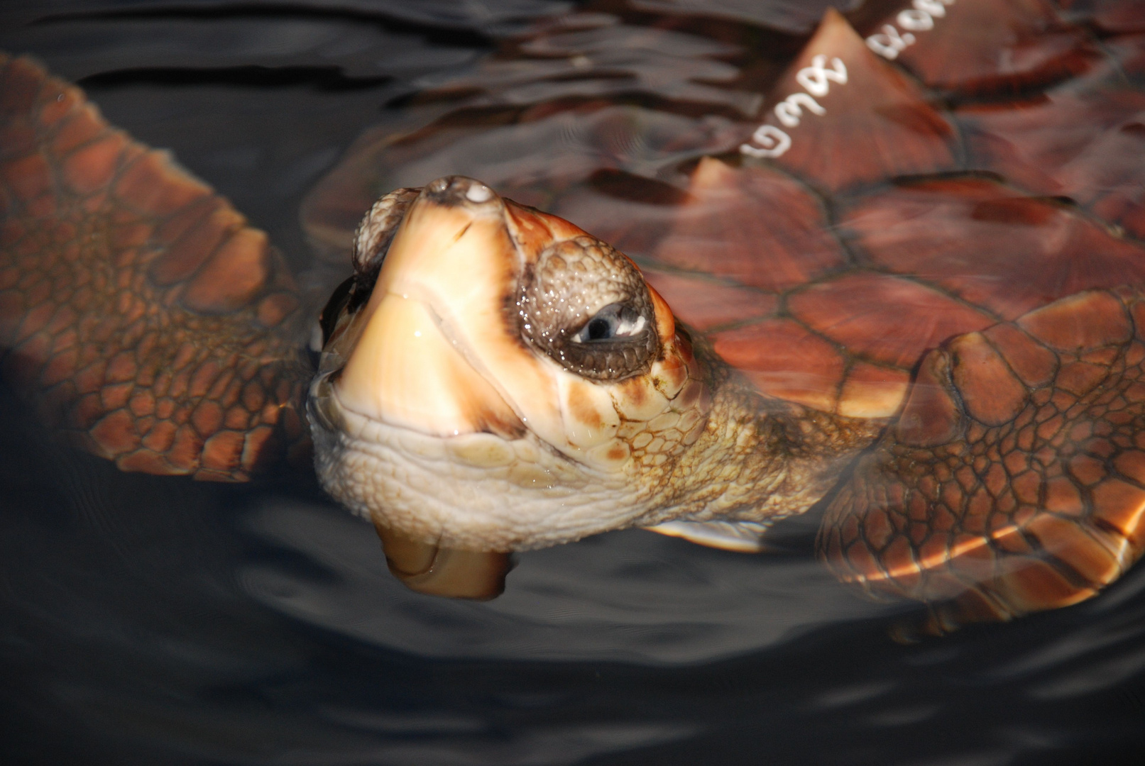 Unechte Karettschildkröte