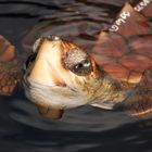 Unechte Karettschildkröte