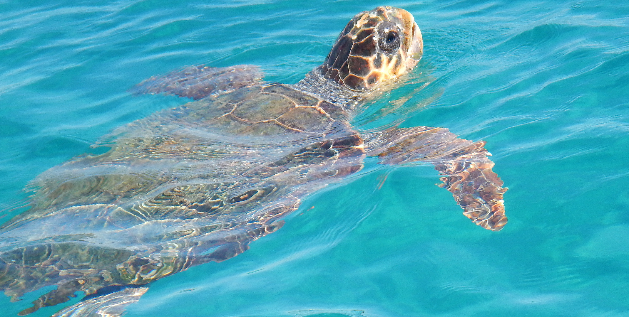 unechte Karettschildkröte