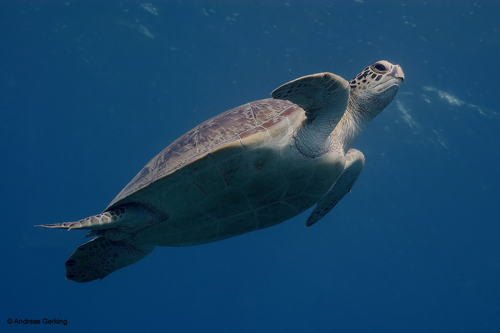 Unechte Karettschildkröte (Caretta caretta)