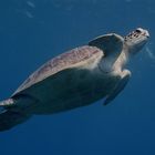 Unechte Karettschildkröte (Caretta caretta)