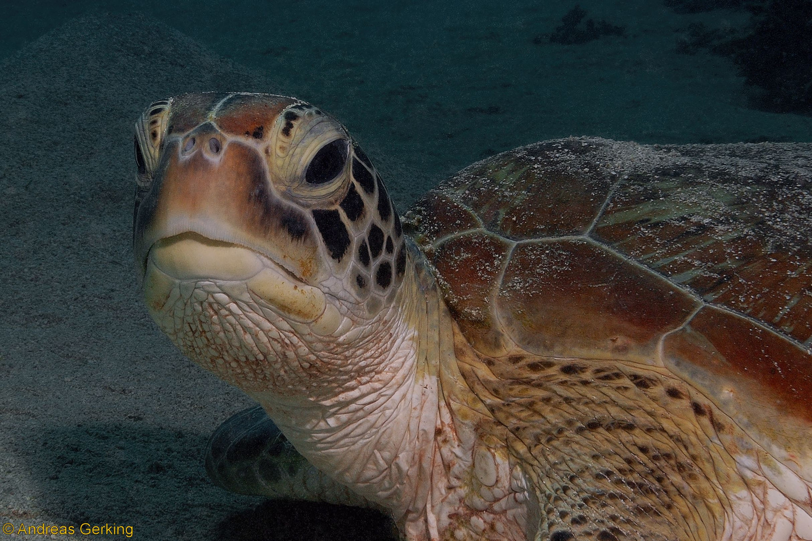 Unechte Karettschildkröte (Caretta caretta)