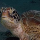 Unechte Karettschildkröte (Caretta caretta)