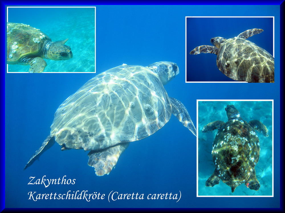 Unechte Karettschildkröte (Caretta caretta)