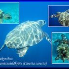 Unechte Karettschildkröte (Caretta caretta)
