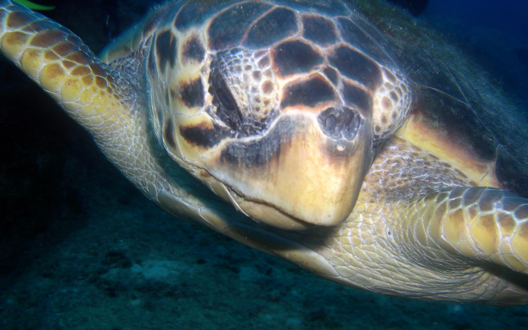 Unechte Karettschildkröte (Caretta caretta)