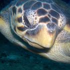 Unechte Karettschildkröte (Caretta caretta)