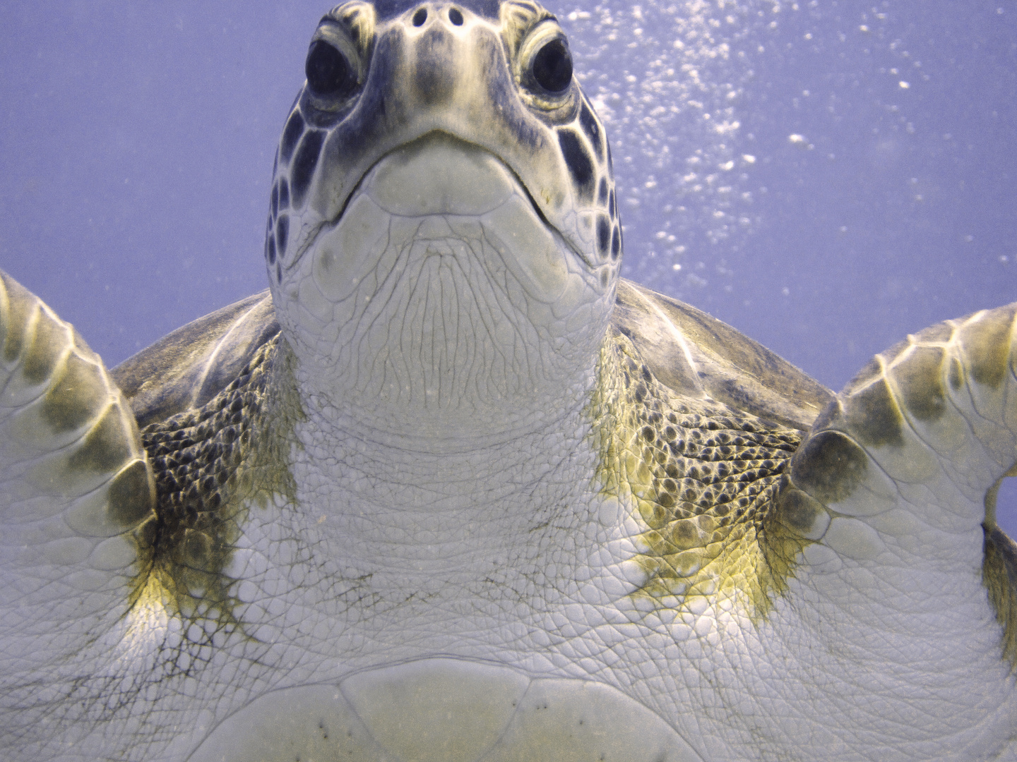 Unechte Karettschildkröte Foto & Bild tiere, wildlife, amphibien