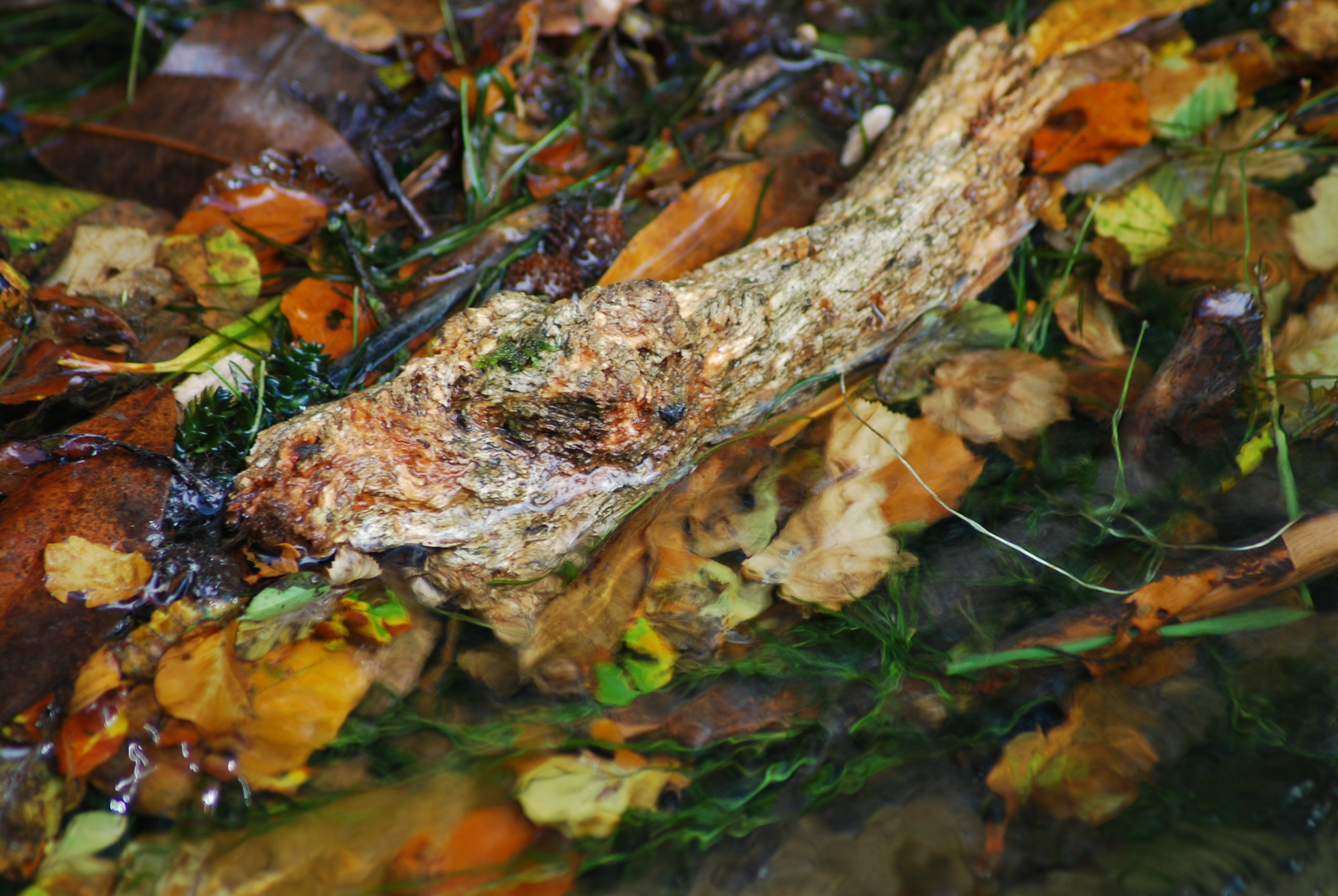 unechtes Krokodil im Herbst