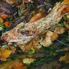 unechtes Krokodil im Herbst